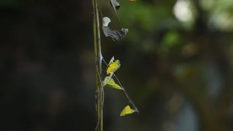 Eurema Hecabe - Common Grass Yellow Butterfly Emerging- Animal India Stock Footage 306238234