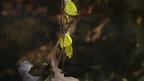 Eurema Hecabe - Common Grass Yellow Butterfly Emerging- Animal India Stock Footage 306238244