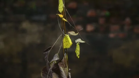 Eurema Hecabe - Common Grass Yellow Butterfly Emerging- Animal India Stock Footage 306238325
