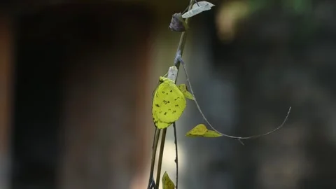 Eurema Hecabe - Common Grass Yellow Butterfly Emerging- Animal India Stock Footage 306238569