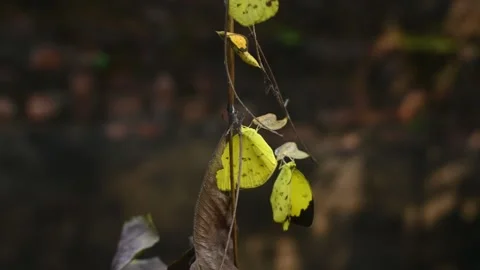 Eurema Hecabe - Common Grass Yellow Butterfly Emerging- Animal India Stock Footage 306238612