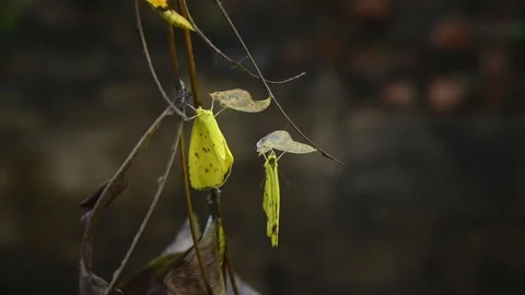 Eurema Hecabe - Common Grass Yellow Butterfly Emerging- Animal India Stock Footage 306238740