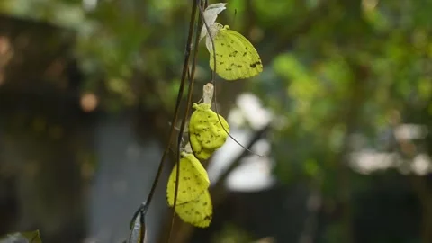 Eurema Hecabe - Common Grass Yellow Butterfly Emerging- Animal India Stock Footage 306239060