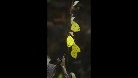 Eurema Hecabe - Common Grass Yellow Butterfly Emerging- Animal India Stock Footage 306239076