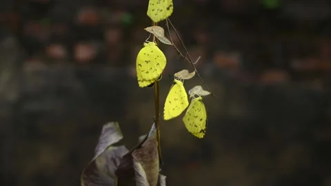 Eurema Hecabe - Common Grass Yellow Butterfly Emerging- Animal India Stock Footage 306239105