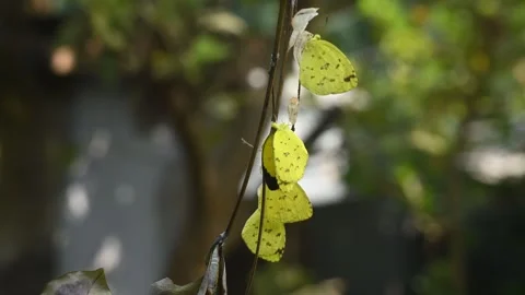 Eurema Hecabe - Common Grass Yellow Butterfly Emerging- Animal India Stock Footage 306239381