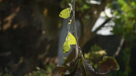Eurema Hecabe - Common Grass Yellow Butterfly Emerging- Animal India Stock Footage 306239496