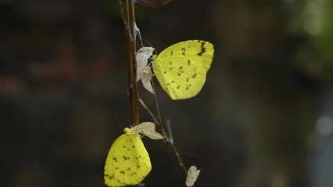 Eurema Hecabe - Common Grass Yellow Butterfly Emerging- Animal India Stock Footage 306239522