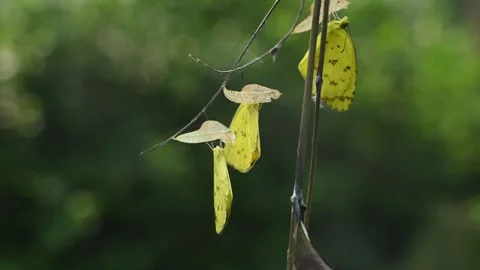Eurema Hecabe - Common Grass Yellow Butterfly Emerging- Animal India Stock Footage 306239526