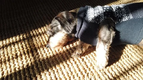 Euro banknotes falling on a table covered with banknotes. Close up Stock Footage 146280536