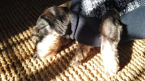 Euro banknotes falling on a table covered with banknotes. Close up Stock Footage 146280641