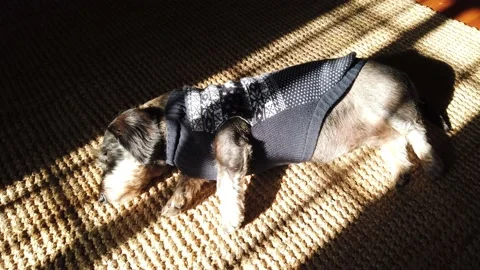 Euro banknotes falling on a table covered with banknotes. Close up Stock Footage 146280684