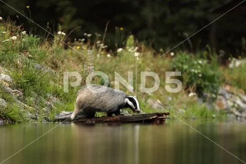 Euroasian badger drink water from pond - Meles meles Stock-Fotos