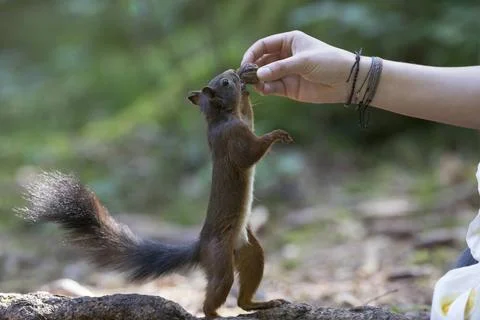 Europaeisches Eichhoernchen, Eurasisches Eichhoernchen, Eichhoernchen (Sci... Photos