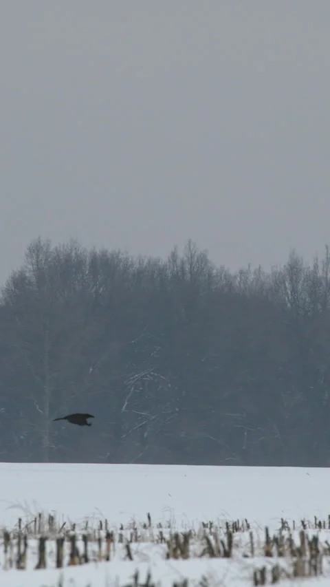 Europe. crows fight for prey in flight. Wild Bird Common Raven - Corvus Corax In Stock Footage 309949035