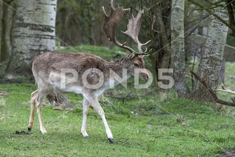 Europe, Netherlands, 2018-04-15, Wild deer in the Amsterdam Water Supply Dune Stock Photos