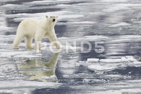 Europe, Norway, Svalbard, Polar Bear Walking On Ice