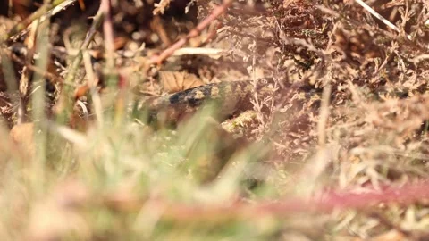 European adder slithering through undergrowth Stock-Footage 323725628