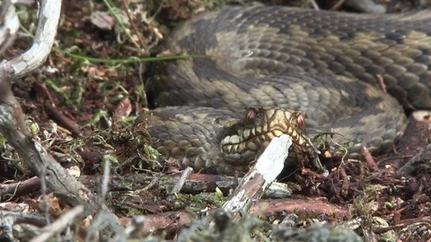 European adder Vipera berus Stock Footage 117923947