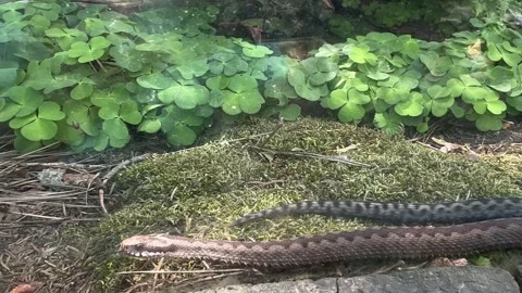 European adder Vipera berus moving through woodland floor beside wood sorrel Oxa Stock Footage 335589499