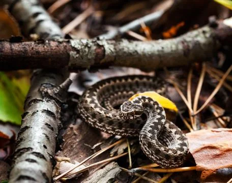 European adder Vipera berus pattern. Viper snake with gray coloring on the Stock Photos