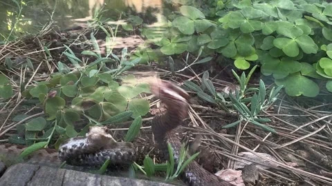 European adder Vipera berus resting on forest moss beside wood sorrel Oxalis ace Stock Footage 335589500