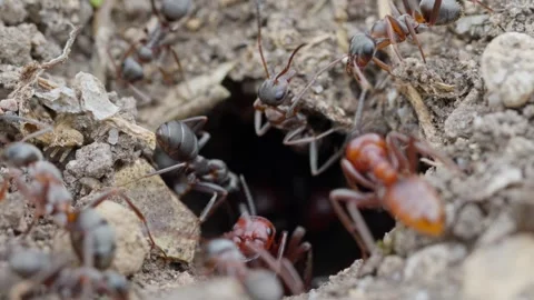 European Amazon ants Stock Footage 261322055