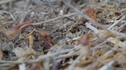European Amazon ants Stock Footage 261322343