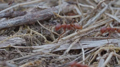 European Amazon ants Stock Footage 261322795