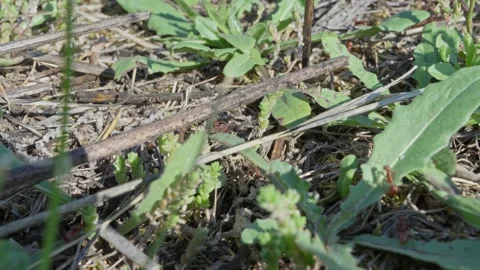 European Amazon ants Stock Footage 261322959