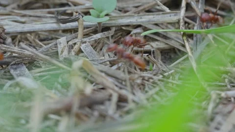 European Amazon ants Stock Footage 261322966