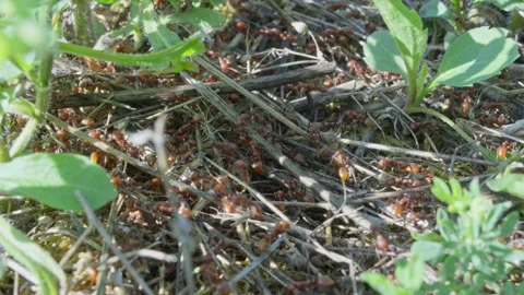 European Amazon ants Stock Footage 261323607