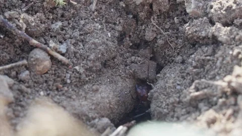 European Amazon ants Stock Footage 261323665