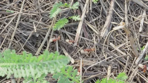 European Amazon ants Stock Footage 261324259