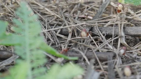 European Amazon ants Stock Footage 261324530