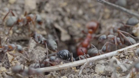 European Amazon ants Stock Footage 261324909