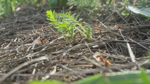 European Amazon ants Stock Footage 261325213