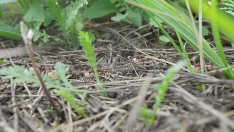 European Amazon ants Stock Footage 261325281