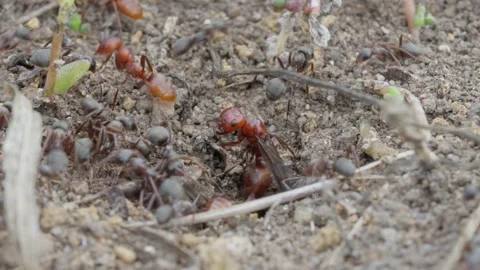 European Amazon ants Stock Footage 261325327