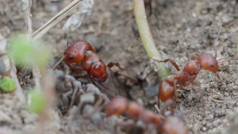 European Amazon ants Stock Footage 261325437