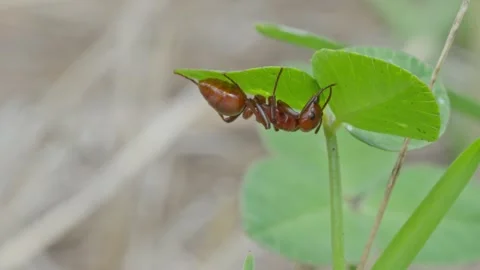 European Amazon ants Stock Footage 261325787