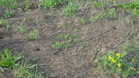 European Amazon ants Stock Footage 261325824