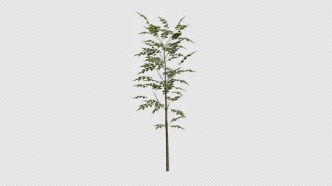 European Ash Sapling blowing in the wind Loop Animation. Alpha Channel Stock Footage 309470693
