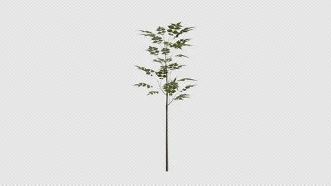 European Ash Sapling blowing in the wind Loop Animation. Alpha Channel Stock Footage 309471107