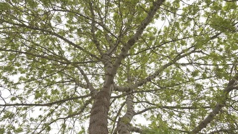 European Ash Tree In Spring, Pan Movement, Nature In 4K Video stock 129225962
