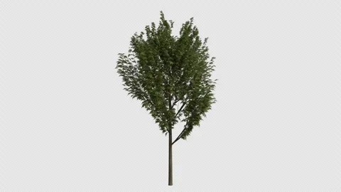 European Ash Tree Swaying in Wind Loop Animation with Alpha Channel Stock Footage 346277295