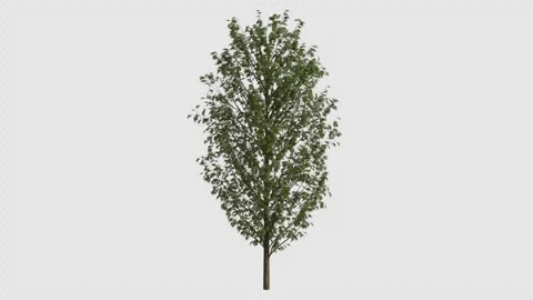 European Ash Tree Swaying in Wind Loop Animation with Alpha Channel Stock Footage 346277453