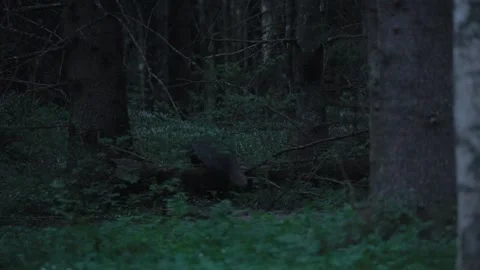 European badger climbs over fallen tree in forest, slow motion wildlife scene Video stock 342909604
