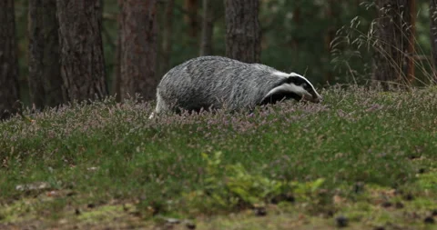 European badger in colorful pine forest. Hungry badger sniffs about food in moor Stock Footage