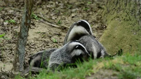 European badger family with 2 cubs at their den Stock Footage